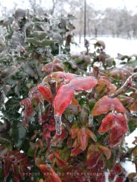 Удивительная красота природы. Мариуполь. Фото